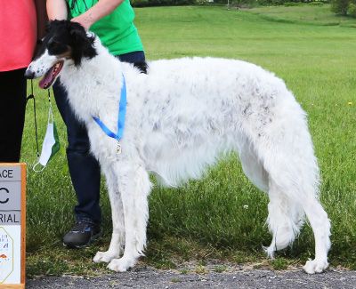 2021 AKC Lure Coursing Open Veteran 1st