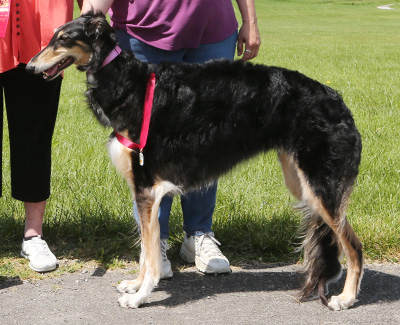 2021 AKC Lure Coursing Open Veteran 2nd