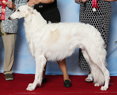 2021 Dog, 12 months and under 18 - 2nd