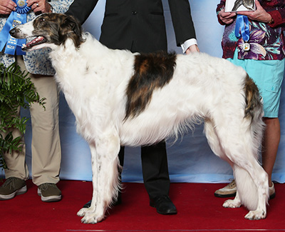 2021 Dog, Amerian Bred - 1st