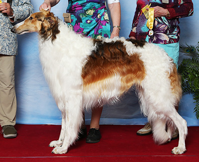 2021 Dog, Amerian Bred - 3rd