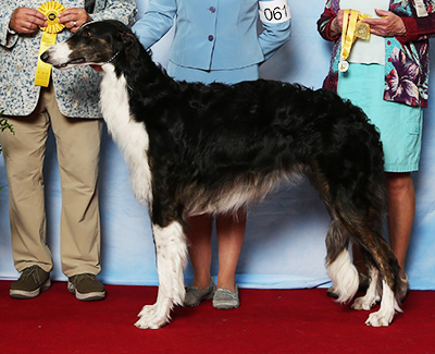 2021 Dog, Bred by Exhibitor - 3rd