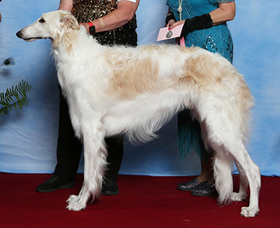 2021 Dog, Bred by Exhibitor - 4th