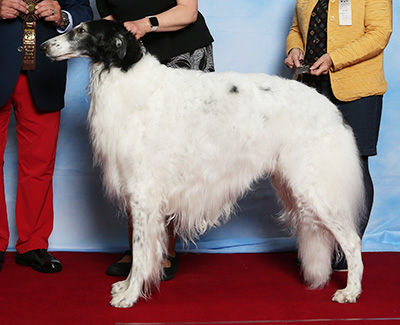 2021 Dog, Veteran 7 years and under 10 - 2nd