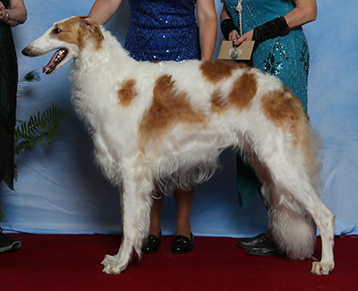2021 Futurity Dog, 12 months and under 15 - 2nd