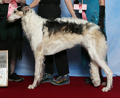 2021 Futurity Dog, 9 months and under 12 - 1st