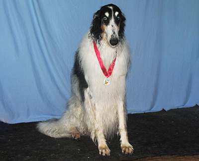 2021 Obedience Novice Class 'B' - 2nd