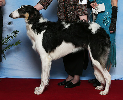 2021 Puppy Sweepstakes Dog, 6 months and under 9 - 3rd