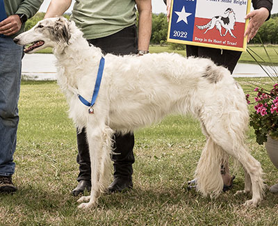 2022 AKC Lure Coursing Open 1st