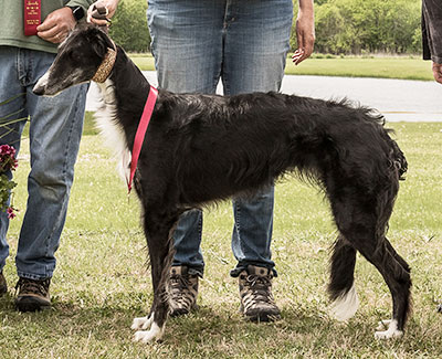 2022 AKC Lure Coursing Open 2nd