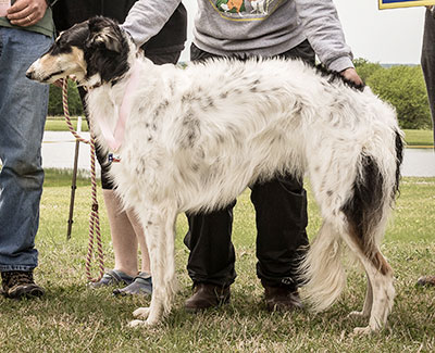 2022 AKC Lure Coursing Open 5th