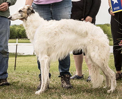 2022 AKC Lure Coursing Special 4th