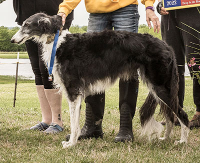 2022 AKC Lure Coursing Veteran 1st