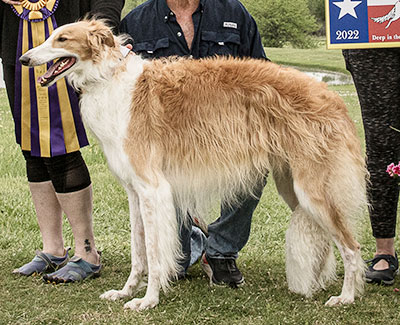 2022 ASFA Lure Coursing Open 1st