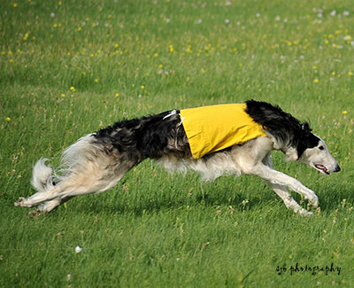 2022 ASFA Lure Coursing Veteran 1st