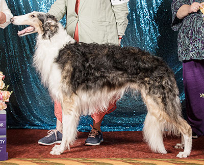 2022 Dog, Bred by Exhibitor - 3rd