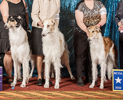 2022 Futurity Stud Dog Class - 1st