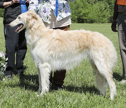 2023 AKC Lure Coursing Best of Breed