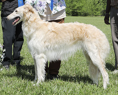 2023 AKC Lure Coursing Open 1st