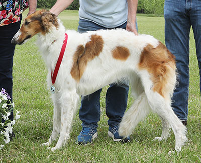 2023 AKC Lure Coursing Open 2nd