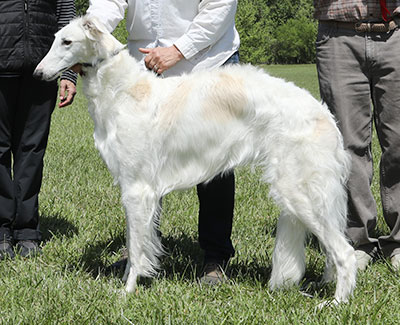 2023 AKC Lure Coursing Open 2nd