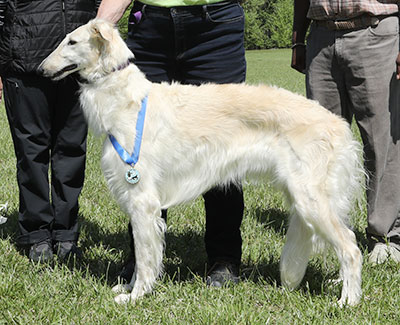 2023 AKC Lure Coursing Special 1st