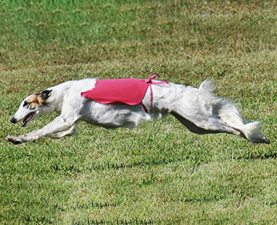 2023 AKC Lure Coursing Special 2nd