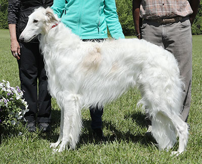 2023 AKC Lure Coursing Special 5th