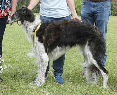 2023 AKC Lure Coursing Veteran 3rd