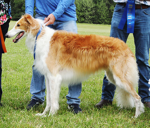 2023 ASFA Lure Coursing Best of Breed