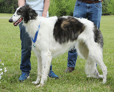 2023 ASFA Lure Coursing Open 1st