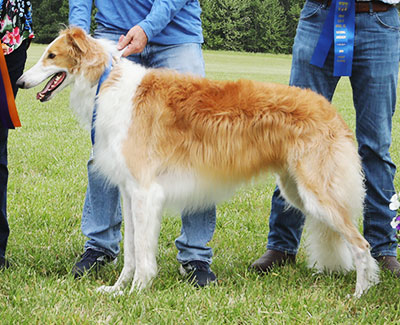 2023 AKC Lure Coursing Special 3rd