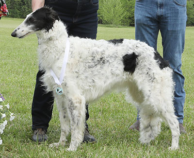 2023 ASFA Lure Coursing Field Champion 4th