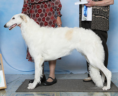 2023 Bitch, Bred by Exhibitor - 1st