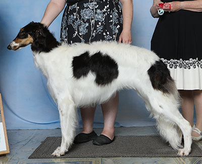 2023 Bitch, Bred by Exhibitor - 2nd