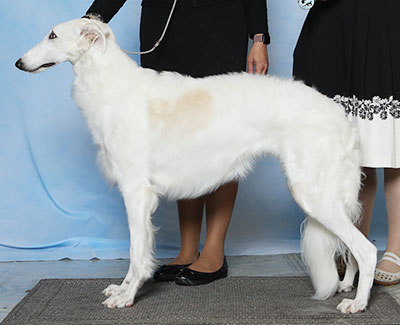 2023 Bitch, Bred by Exhibitor - 3rd
