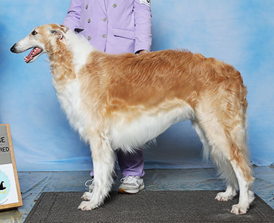 2023 Dog, Amerian Bred - 3rd