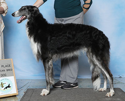 2023 Dog, Amerian Bred - 4th