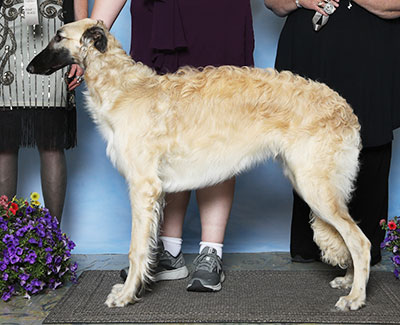 2023 Futurity Dog, 6 months and under 9 - 4th
