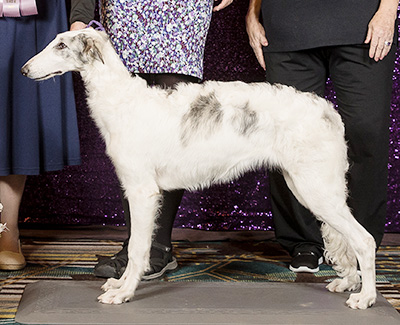 2024 4-6 Month Puppy  Class - Best Opposite
