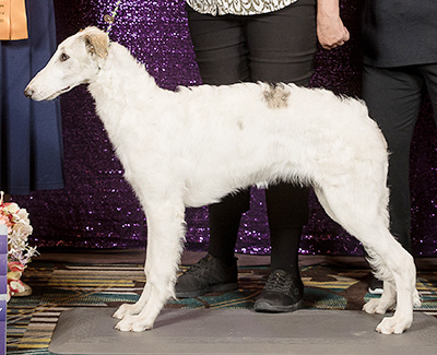 2024 4-6 Month Puppy Class - Best