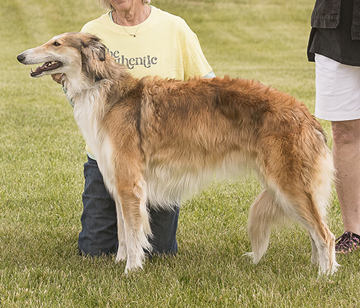 2024 AKC Lure Coursing Best of Breed