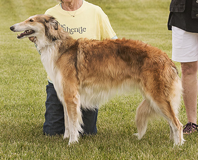 2024 AKC Lure Coursing Open 1st