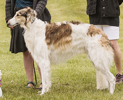 2024 AKC Lure Coursing Open 3rd