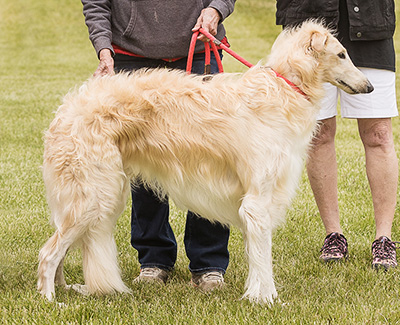 2024 AKC Lure Coursing Open 4th