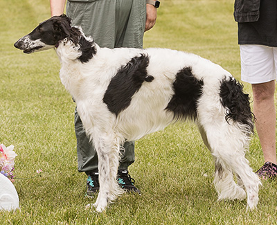 2024 AKC Lure Coursing Open 5th