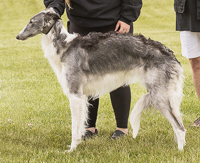 2024 AKC Lure Coursing Open 2nd