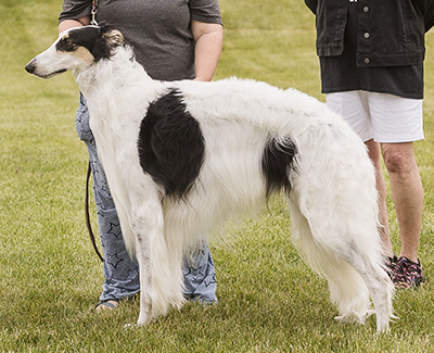 2024 AKC Lure Coursing Open 4th