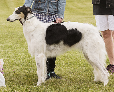2024 AKC Lure Coursing Open 3rd