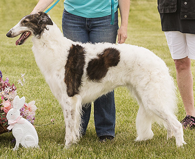 2024 AKC Lure Coursing Special 1st